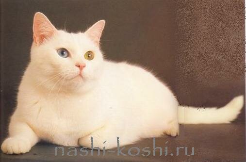 мэнская кошка (мэнкс)